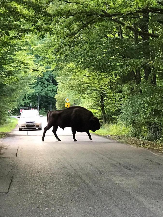 Zagroda W Puszczy Białowieża Eksteriør billede